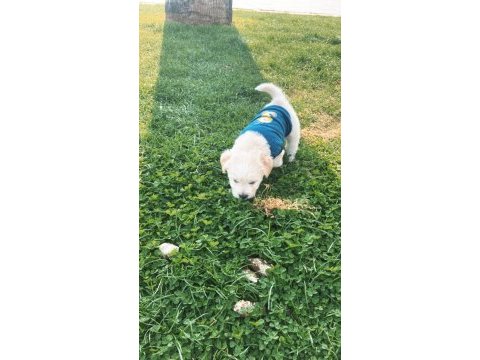 2 aylık yavru maltipoo