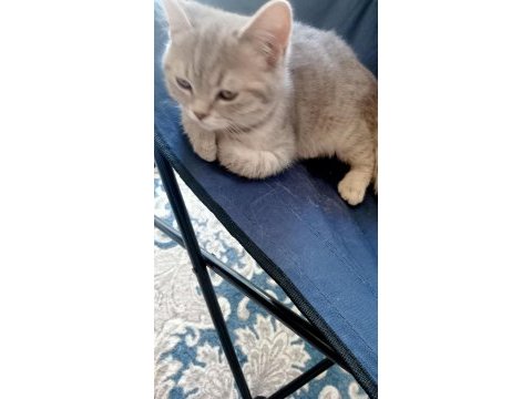 Güzel yavru scottish fold