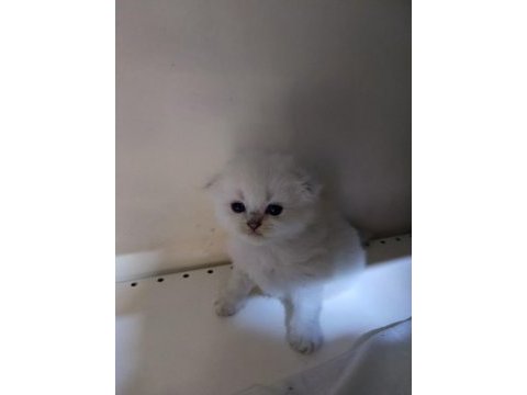 Scottish fold yavrular