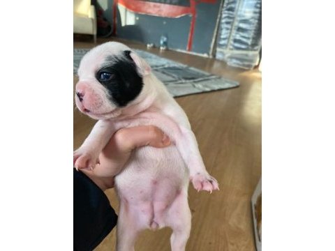 2 haftalık french bulldog yavrularımız yeni yuva arıyor