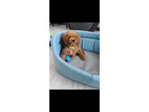 Uysal sevgi dolu ped eğitimli poodle
