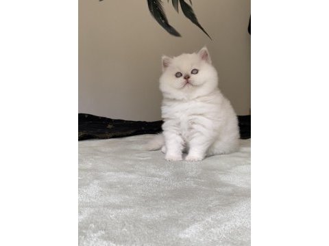 Safkan british shorthair kardeşler