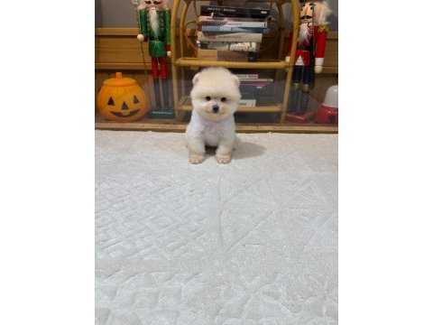Sağlık ve ırk garantili pomeranian yavrular