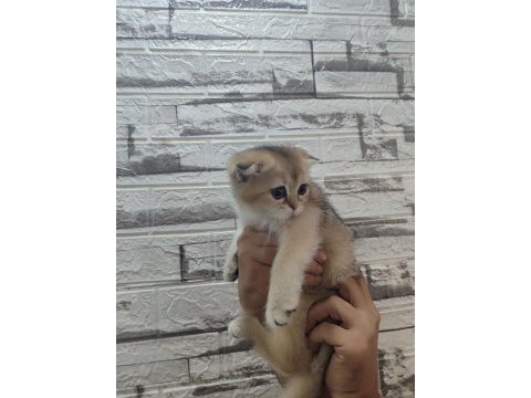 Bayram şekeri golden scottish fold dişi