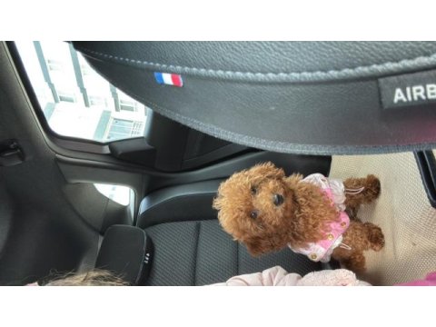 3 aylık toy poodle uygun