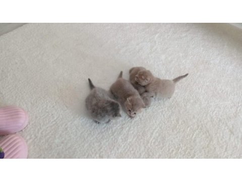 Scottish fold yavrular sahiplendirilecektir