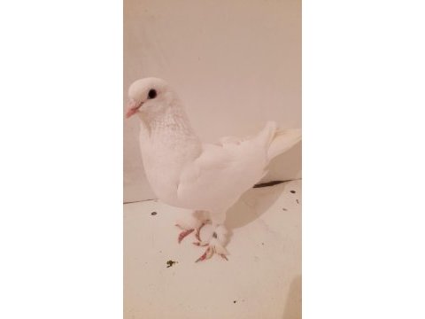 Beyaz dişi güvercin 81 ile gönderim yaparız