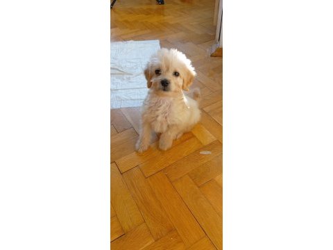 Eğitimli teacup maltipoo