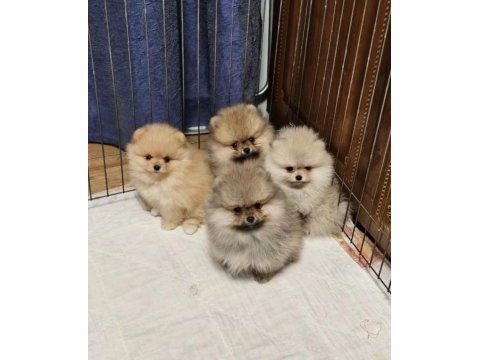 Pomeranian boo köpekler