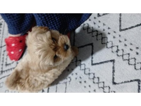 Bazı sebeplerden dolayı vereceğim maltipoo