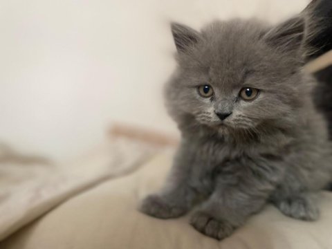 British longhair yavrumuz 60 günlük