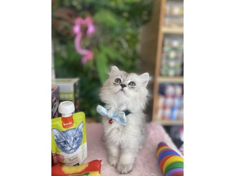 Chinchilla kuzum yeni ailesi için hazır
