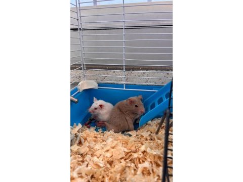 Bir kahve rengi bir süt beyaz 2 adet hamster