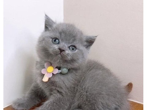 Brıtısh shorthair 