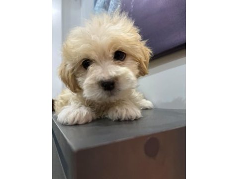 Maltipoo bebek yavrular