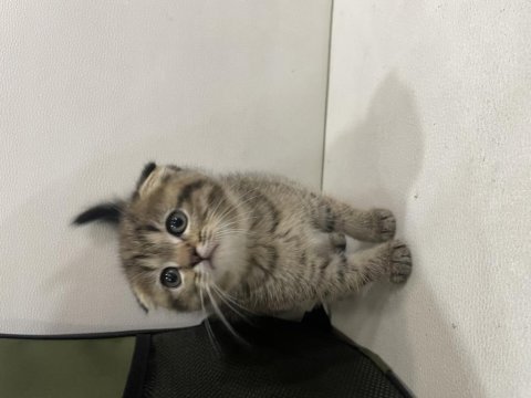 Golden tabby scottish fold