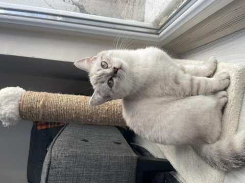 3 aylık british shorthair ve longhair yavrular