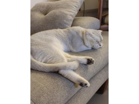 Acil scottish fold oğlum paşaya dişi aranıyor