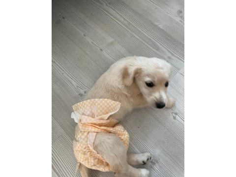 Miya sevgi delisi ve oyuncudur 2 aylık köpeğimiz
