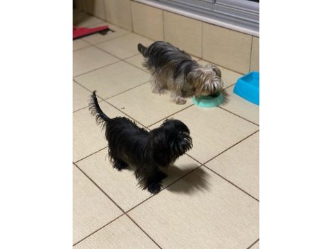 Siyah inci ve goldas yorkshire terrier