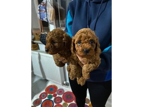 Bursa toy poodle