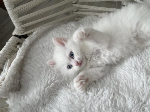 2 aylık british longhair