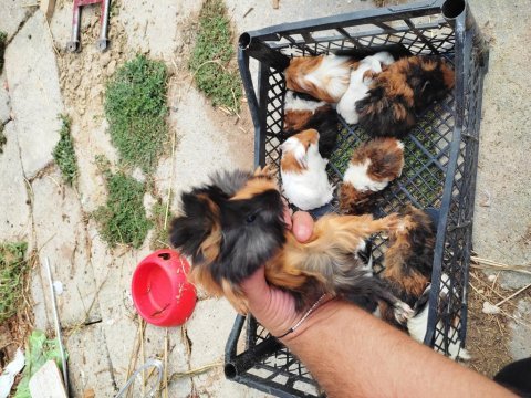 Safkandırlar guinea pig