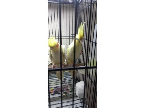 Sevimli kırmızı göz lutino sultan papağanı yavruları