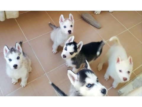 Safkan husky yavruları