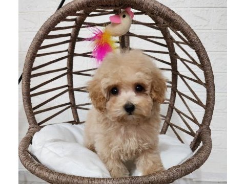 Maltipoo  yavrularımız 