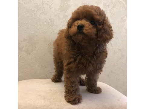 Irk garantili toy poodle yavruları