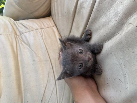 40 günlük yavru british shorthair
