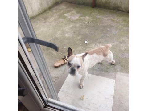 Oyuncu ve hareketli french bulldog