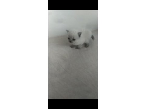Teslime hazır british shorthair kediler