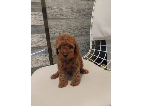 2 aylık safkan poodle