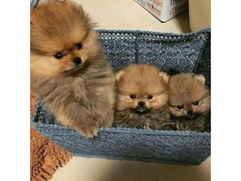 Pomeranian bebeklerimiz kg garantili