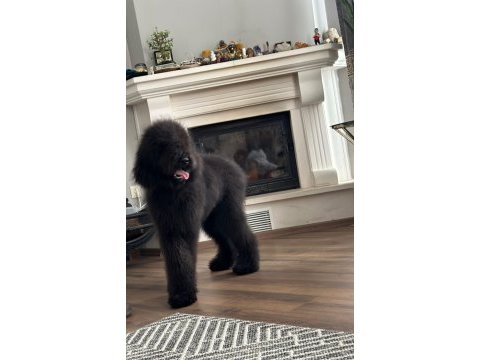 Dev labradoodle 4,5 aylık erkek aile köpeği