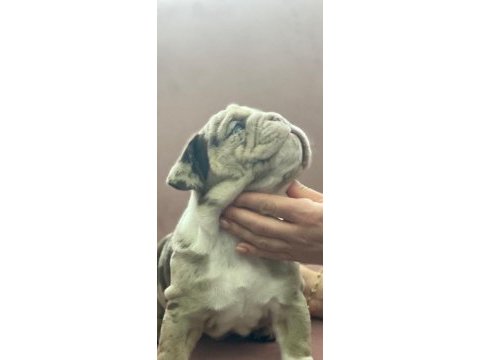 En iyi egzotik ingiliz bulldog yavrularımız