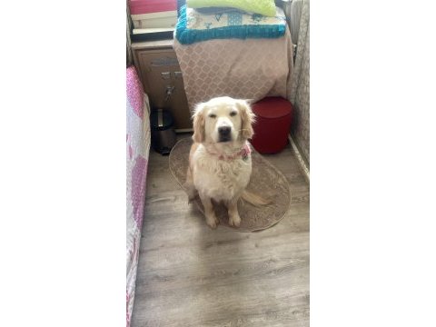 Golden retriever köpeğimizi sahiplendirme