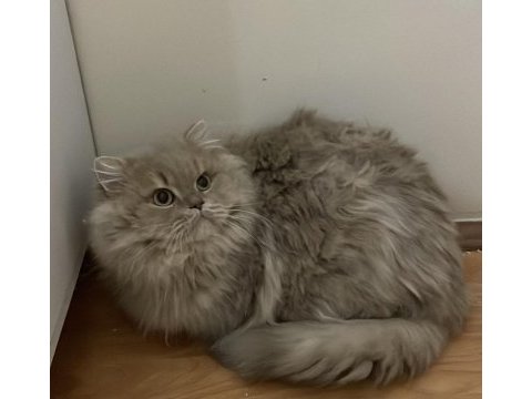 Cy11 cinnamon british longhair
