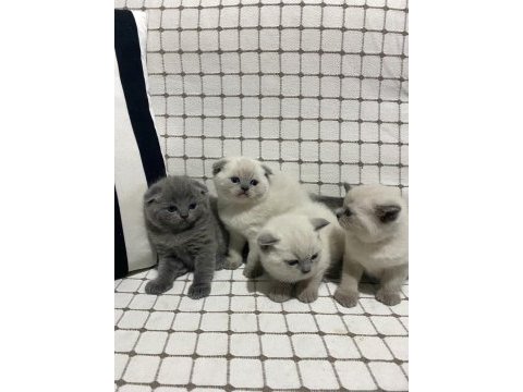 British shorthair yavrularımız yuvalarına gitmeye hazır
