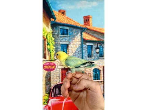 Cennet papağanı yavru (üst mutasyon)