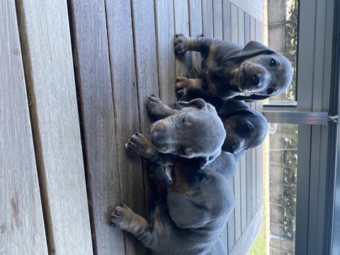Blue dachshund (sosis köpek) yavrular