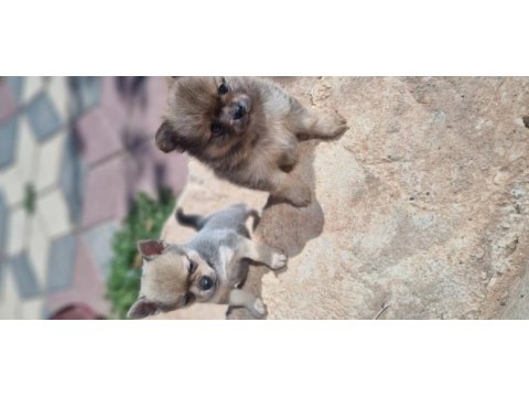 Nadır renkte chihuahua bebekler