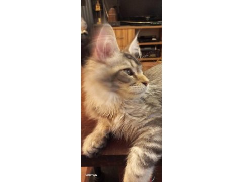 Safkan son erkek maine coon yavru istanbul içine