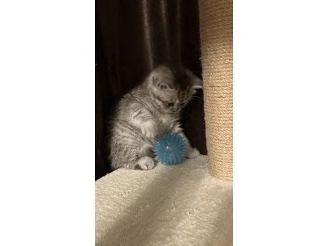 Dişi yavru 45 günlük british shorthair