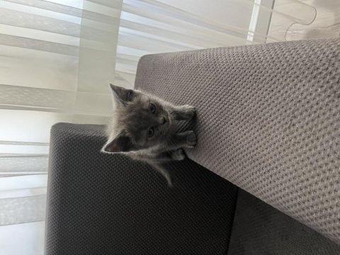 Scottish fold ve straight yavrular
