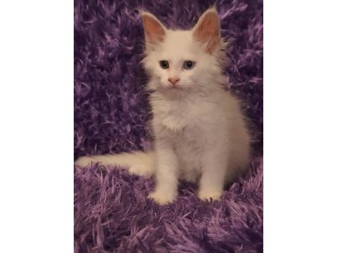 Maine coon yavrularımız