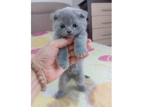 Scottish fold erkek