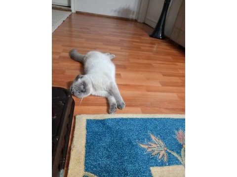 Evcil scottish fold blue point